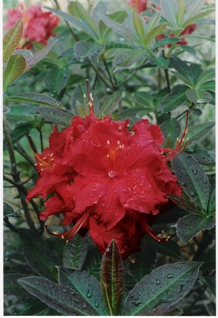 Azalea Ilam Red 4W